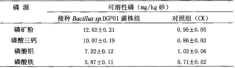 Angelica root rhizosphere efficient phosphate-solubilizing bacterium and microbial inoculum prepared from same and application thereof