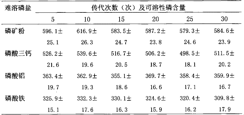 Angelica root rhizosphere efficient phosphate-solubilizing bacterium and microbial inoculum prepared from same and application thereof