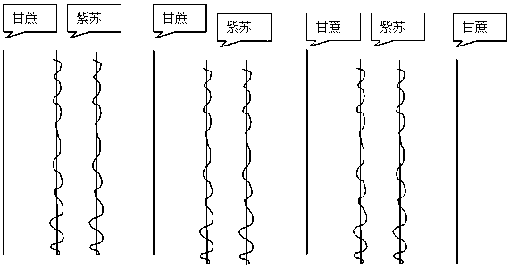 Method for interplanting perilla with sugarcane