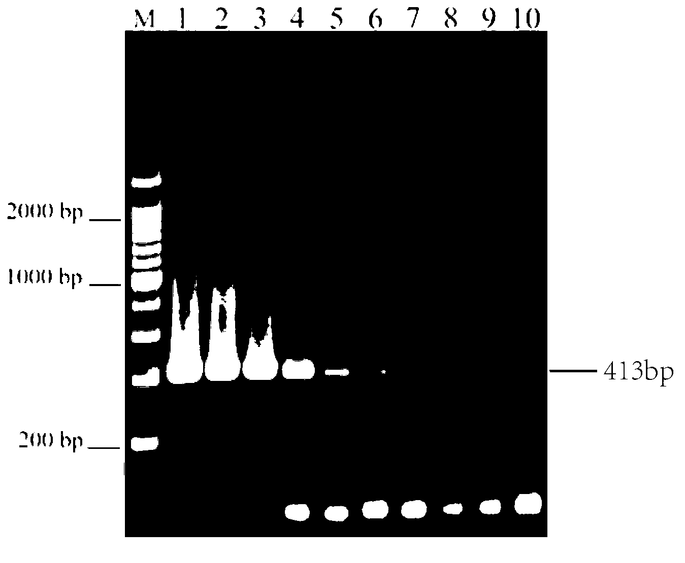 Multiplex PCR (Polymerase Chain Reaction) detection method for salmonella typhimurium and serum variants of salmonella typhimurium