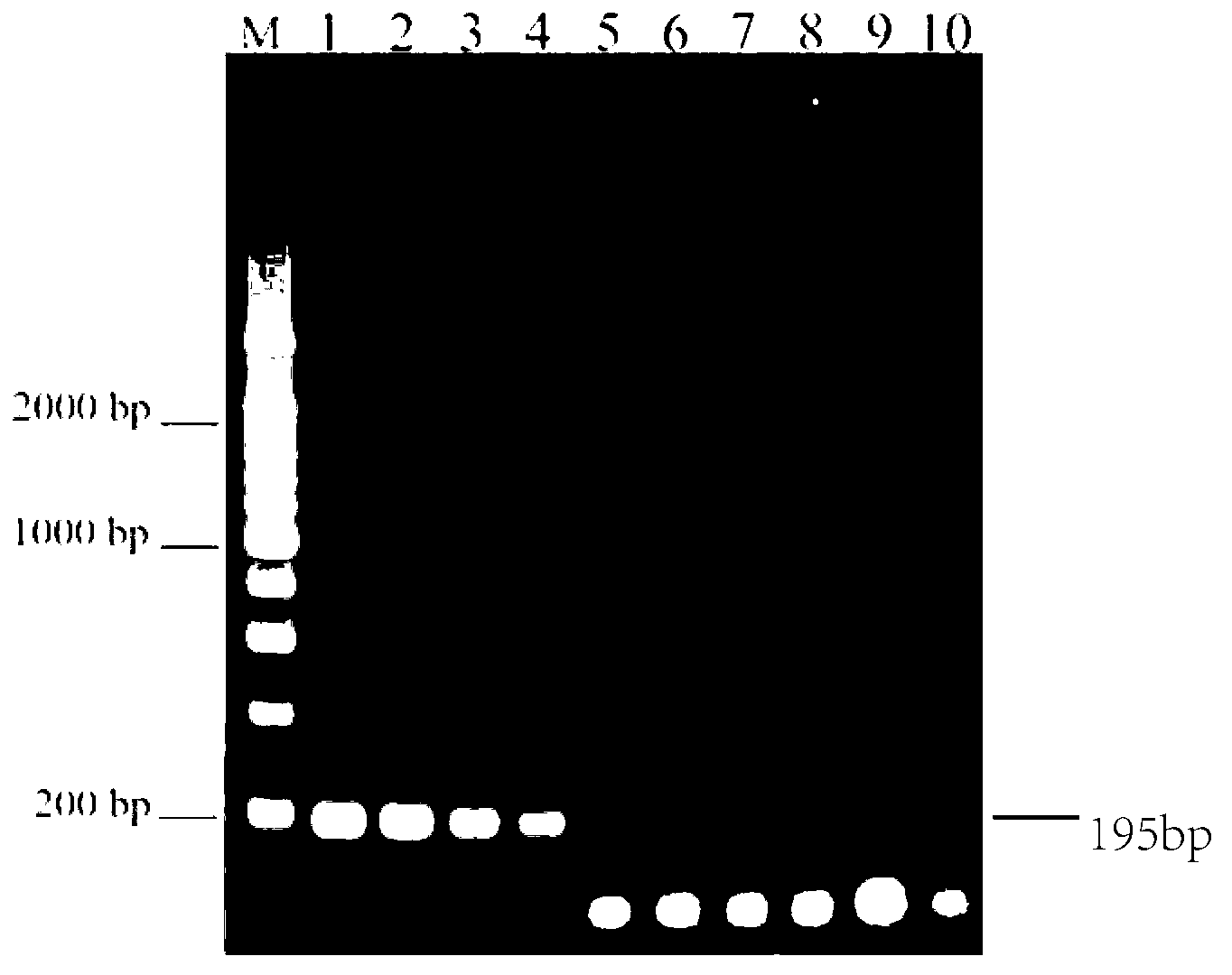 Multiplex PCR (Polymerase Chain Reaction) detection method for salmonella typhimurium and serum variants of salmonella typhimurium