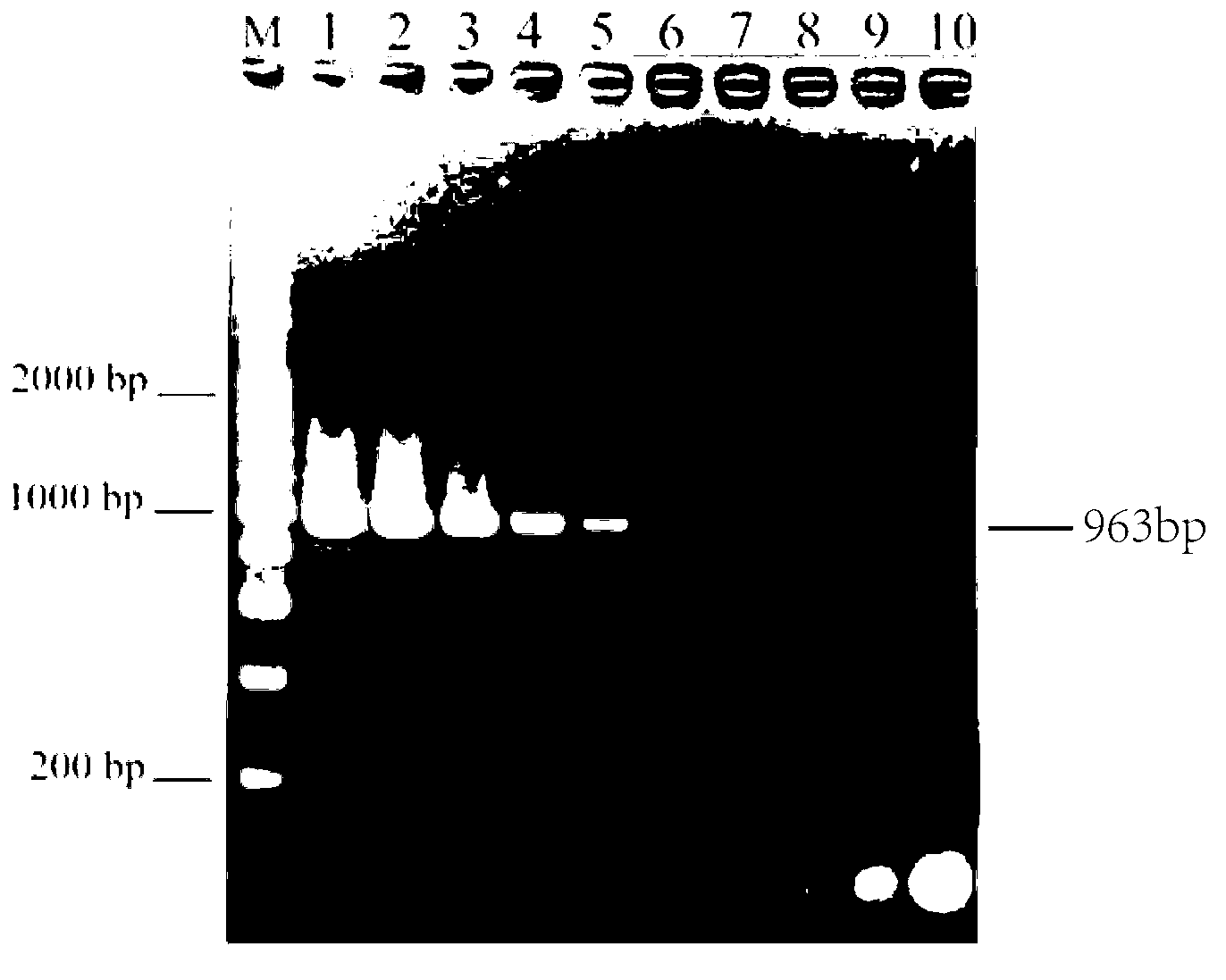 Multiplex PCR (Polymerase Chain Reaction) detection method for salmonella typhimurium and serum variants of salmonella typhimurium