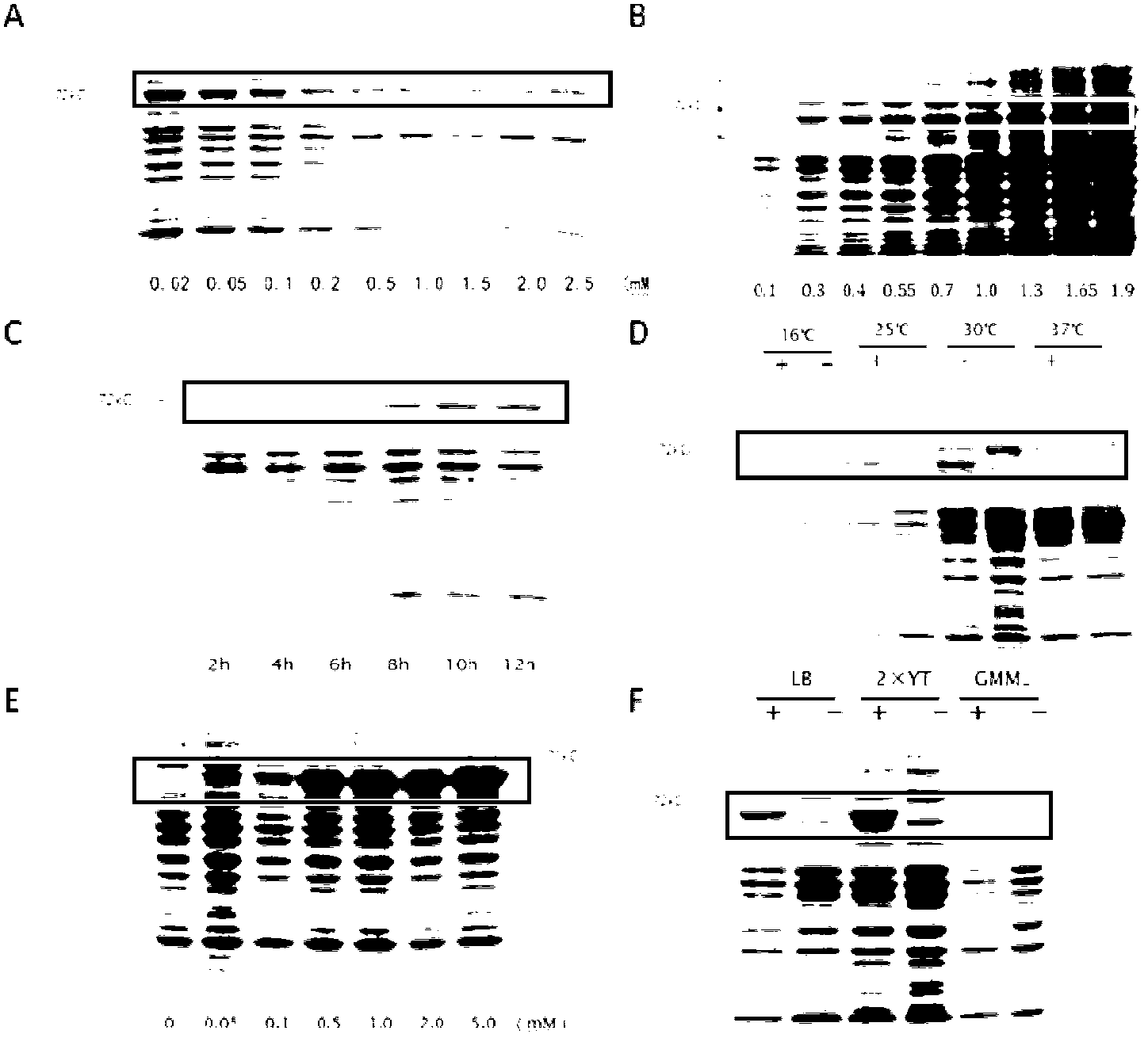 Growth hormone with site-specific mutagenesis and site-specific decoration, preparation method and applications of growth hormone