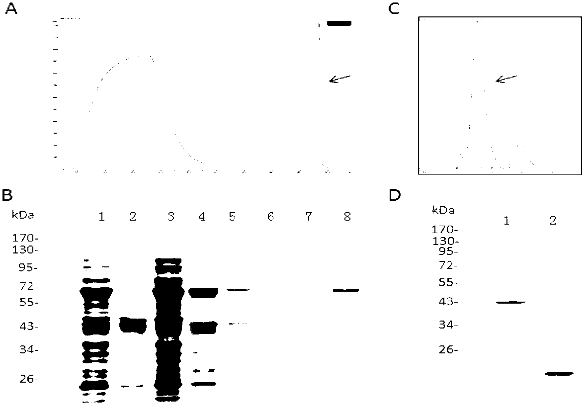 Growth hormone with site-specific mutagenesis and site-specific decoration, preparation method and applications of growth hormone