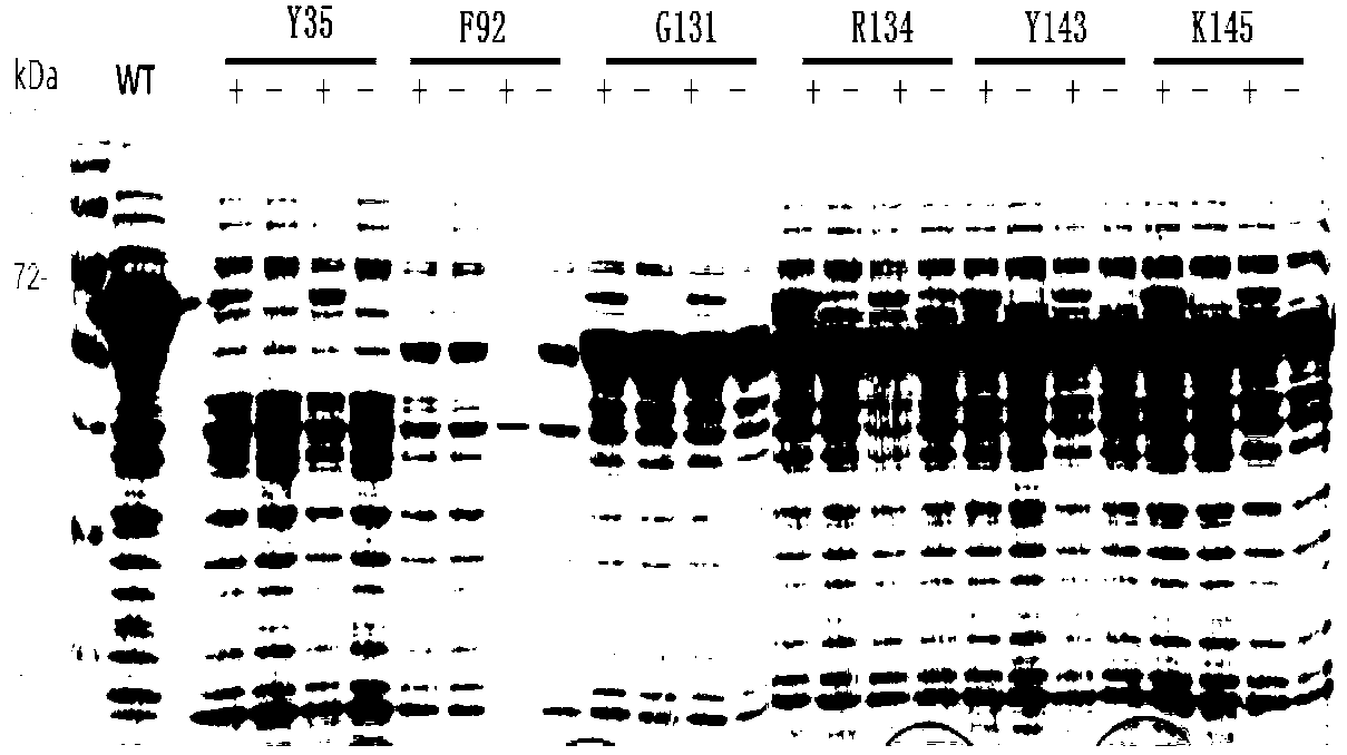 Growth hormone with site-specific mutagenesis and site-specific decoration, preparation method and applications of growth hormone