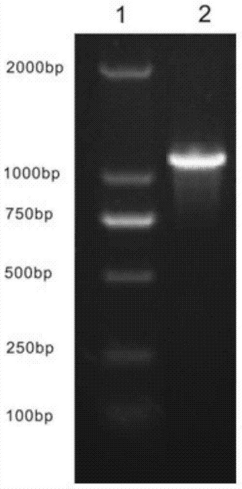 Recombinant chymosin of abomasum of yak and preparation method thereof