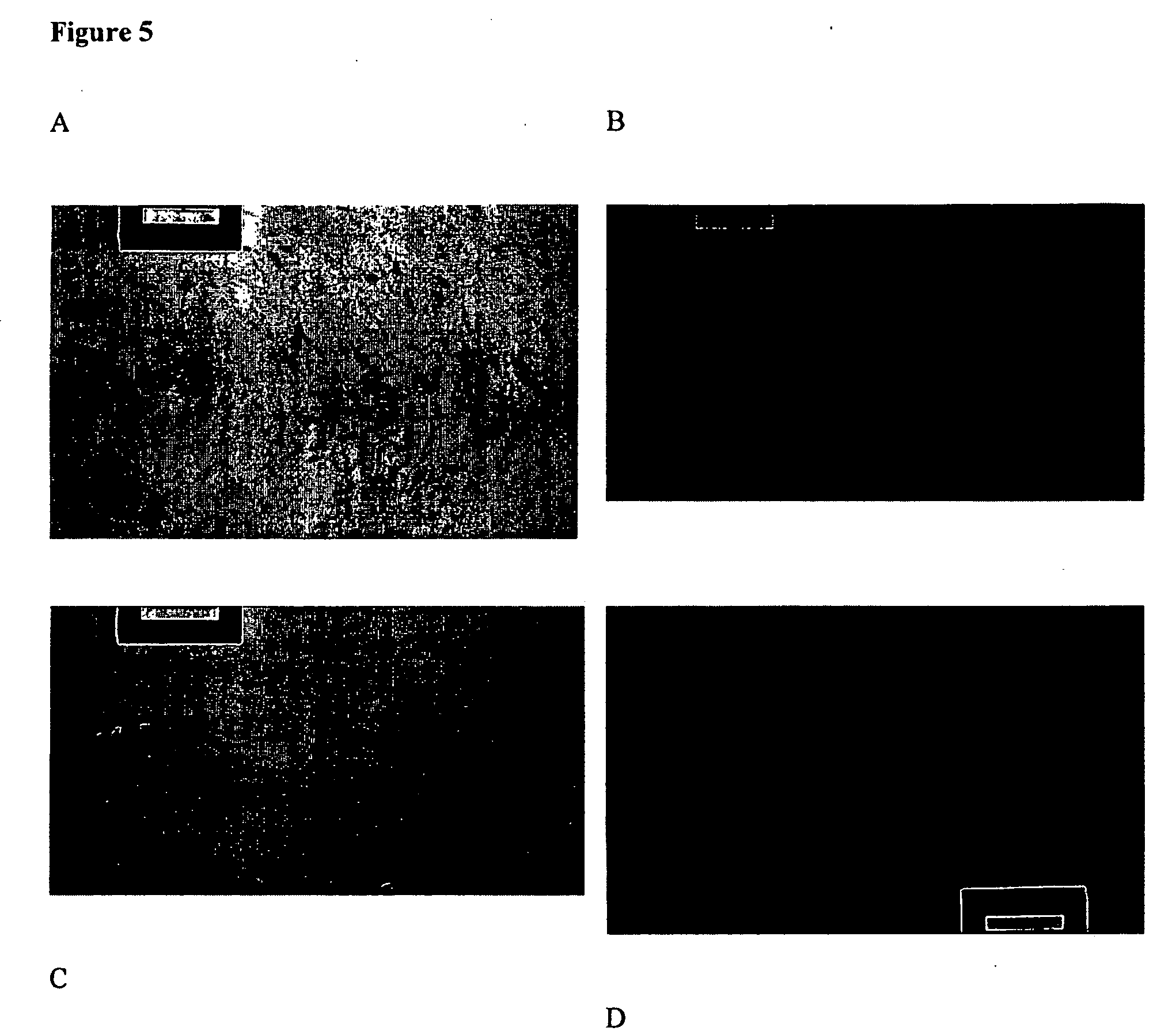 Proteaseome inhibitors for the treatment of herpesviridae infected individuals