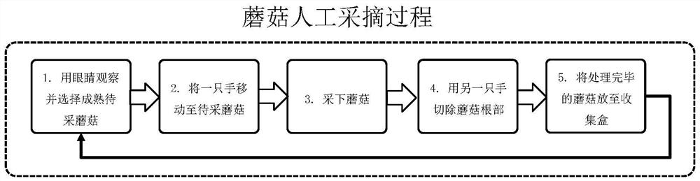 Agaricus bisporus picking device control system and control method