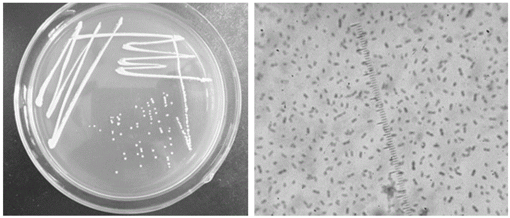 Phenolic acid degrading bacterium, biological organic fertilizer and application of phenolic acid degrading bacterium