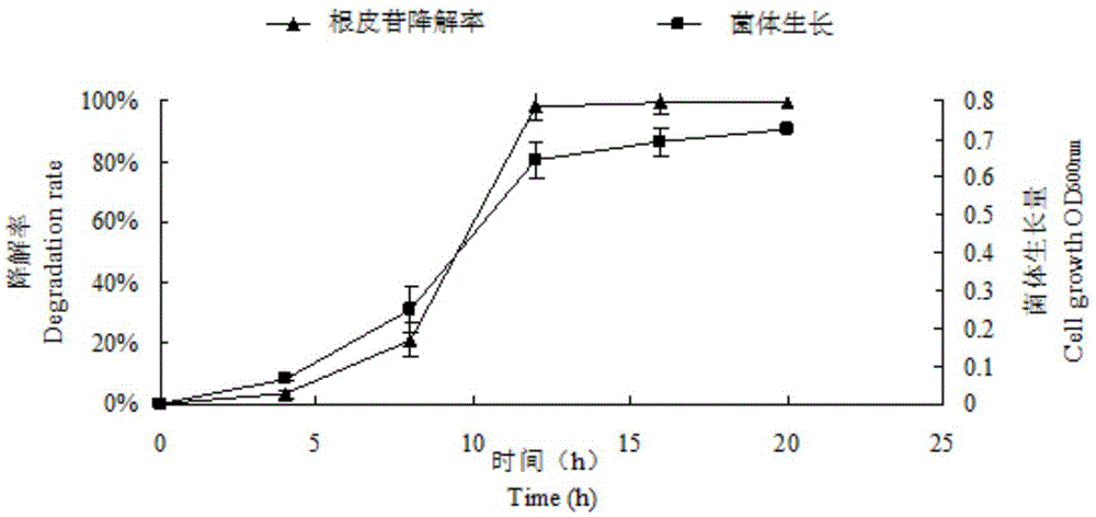 Phenolic acid degrading bacterium, biological organic fertilizer and application of phenolic acid degrading bacterium