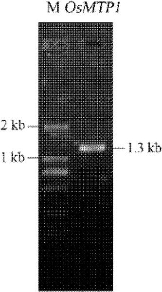 Rice Metal Tolerance Protein osmpt1 and its Encoding Gene and RNA Interference Fragment