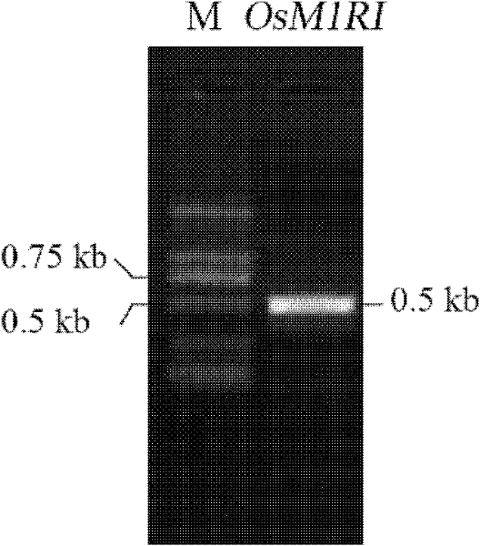 Rice Metal Tolerance Protein osmpt1 and its Encoding Gene and RNA Interference Fragment