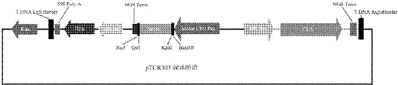 Rice Metal Tolerance Protein osmpt1 and its Encoding Gene and RNA Interference Fragment