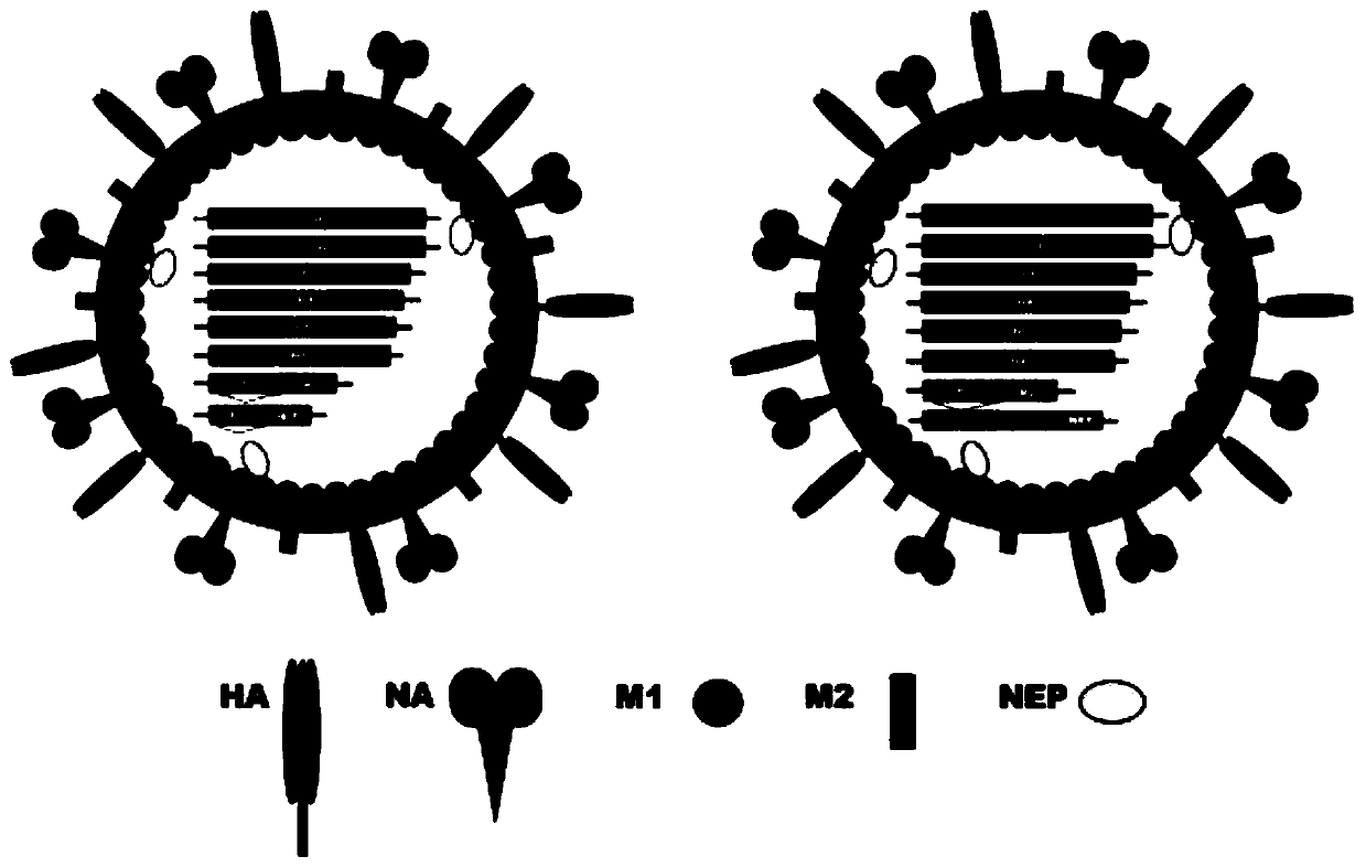 Recombinant influenza A virus carrying hepatitis B virus gene, host cell, preparation method for recombinant influenza A virus and application of recombinant influenza A virus