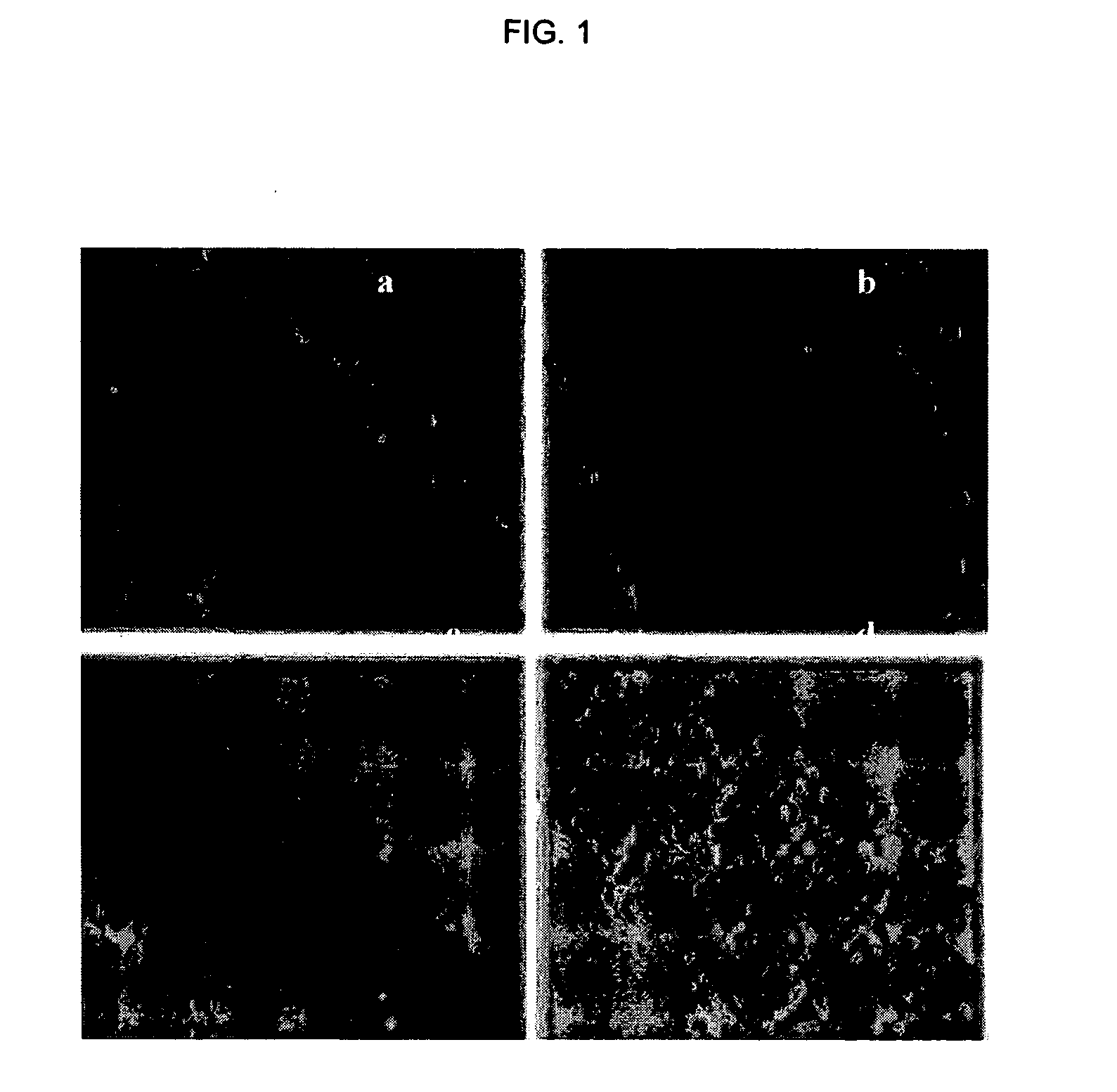 Transfection of cartilage and matrices thereof in vitro