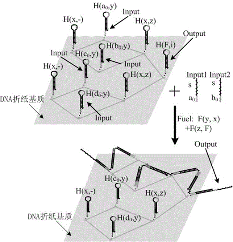 Local DNA hairpin strand displacement reaction-based XOR gate and complementing circuit