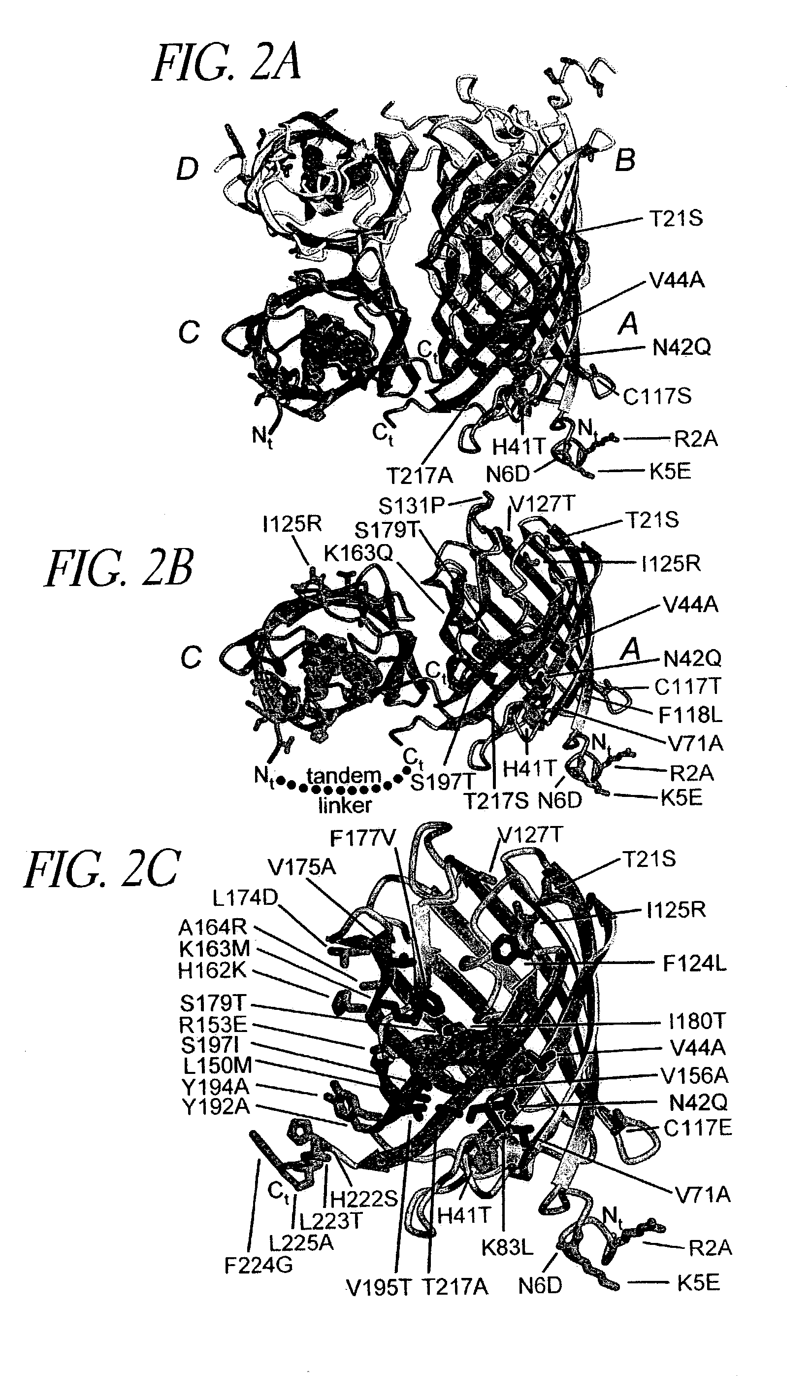 Fluorescent protein variants and methods for making same