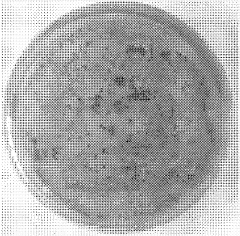 Separation and purification method of sulfate-reducing bacteria in oilfield production water