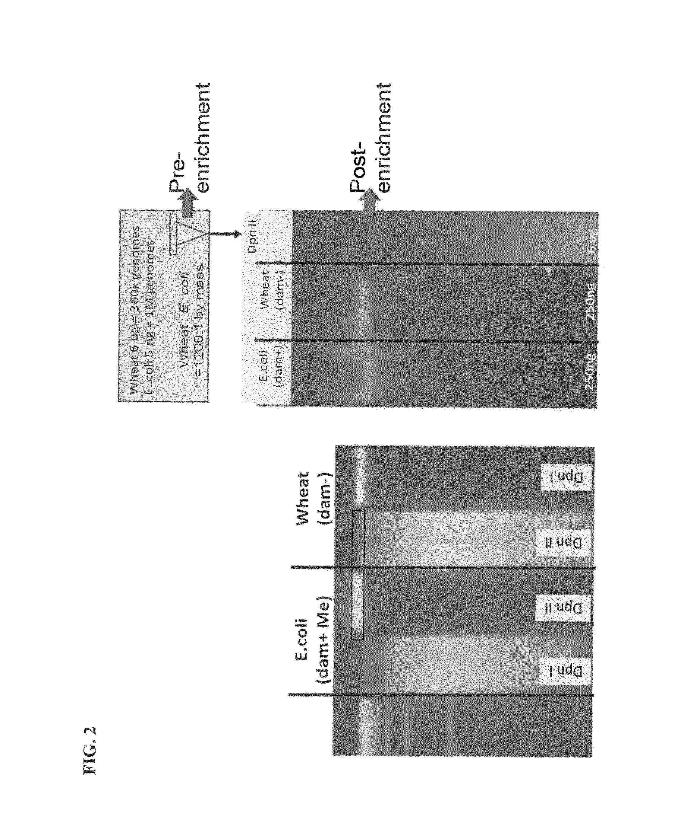 Methods and compositions for segregating target nucleic acid from mixed nucleic acid samples