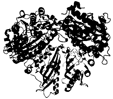 Preparation method and application for biphenyl dioxygenase mutant of polychlorinated biphenyl degrading bacteria