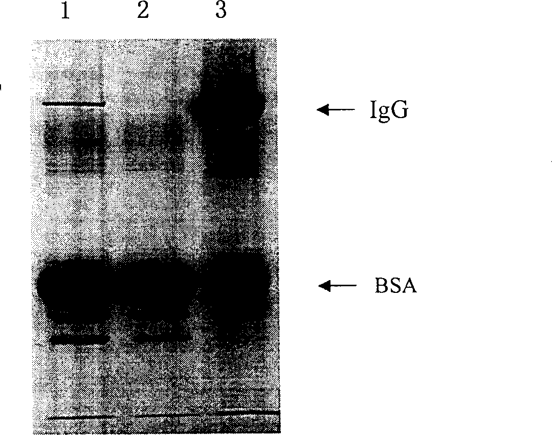 High performance quick purifying method for preparing piecewise antibody