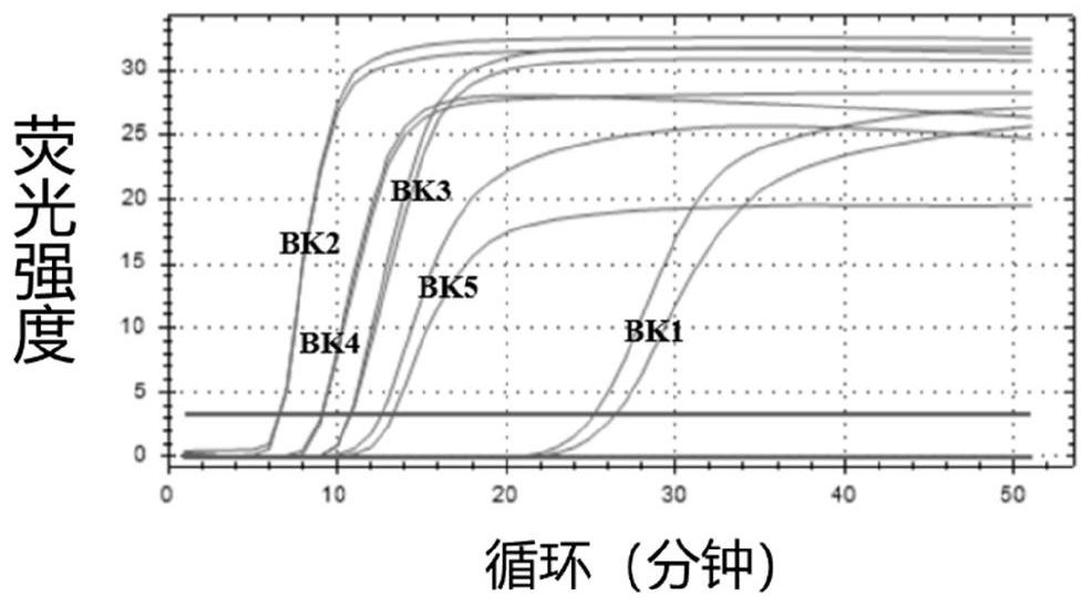 Kit for LAMP detection of BK virus