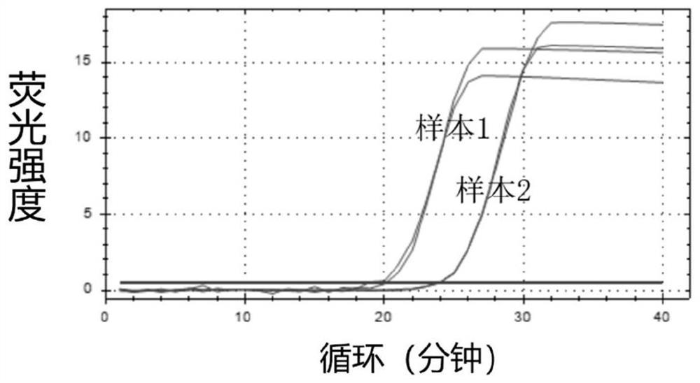 Kit for LAMP detection of BK virus