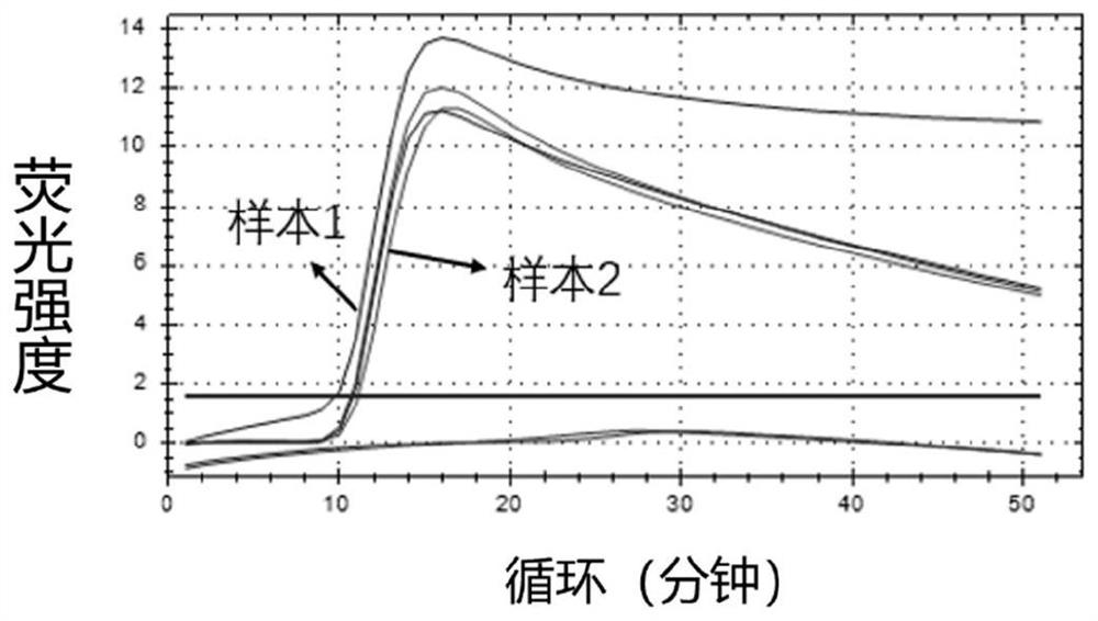 Kit for LAMP detection of BK virus