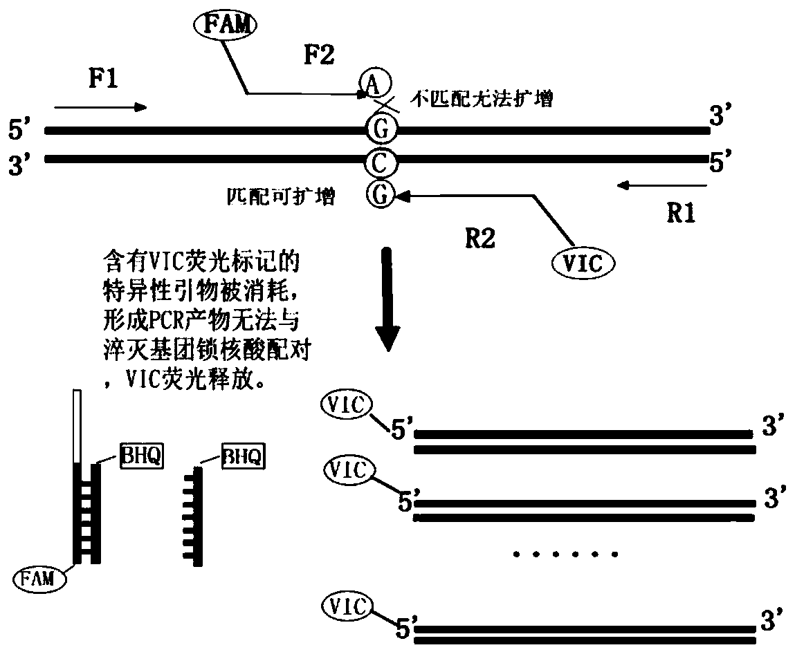 Human MTHFR (methylene tetrahydrofolate reductase) gene polymorphism test kit as well as preparation method and application thereof