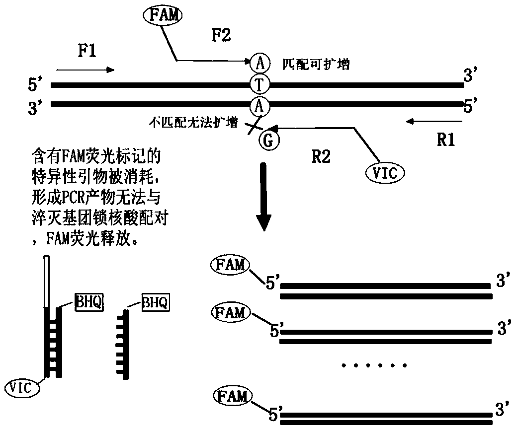 Human MTHFR (methylene tetrahydrofolate reductase) gene polymorphism test kit as well as preparation method and application thereof