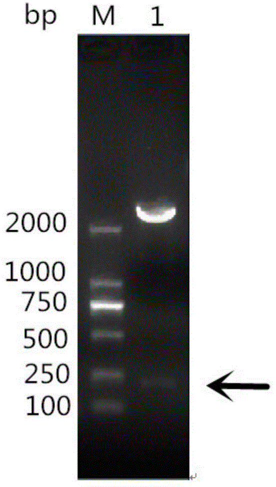 Reagent kit of OmpH interception recombinant protein of riemerella anatipestifer and application thereof