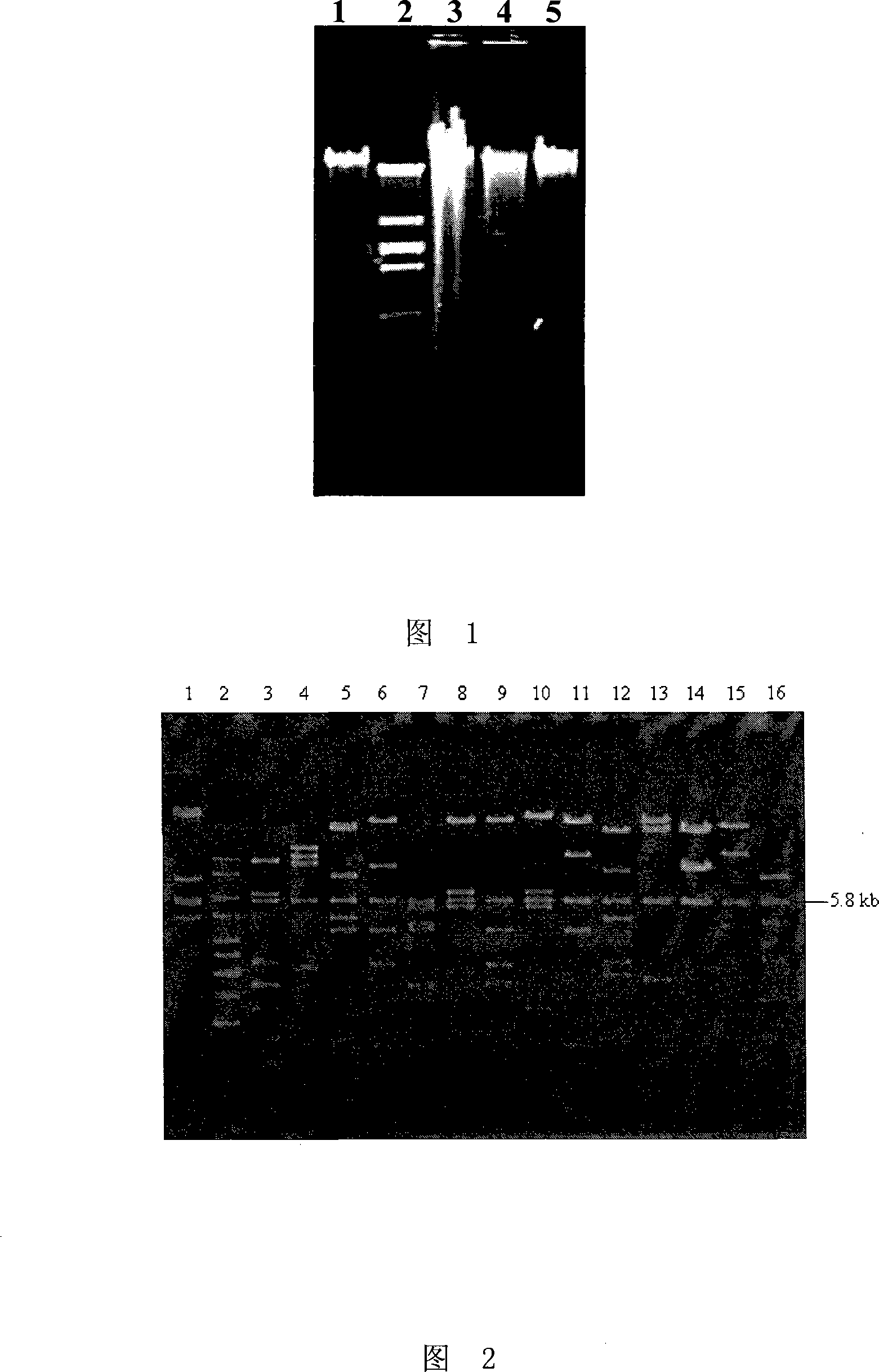 Endoglucanase as well as encoding gene and use thereof