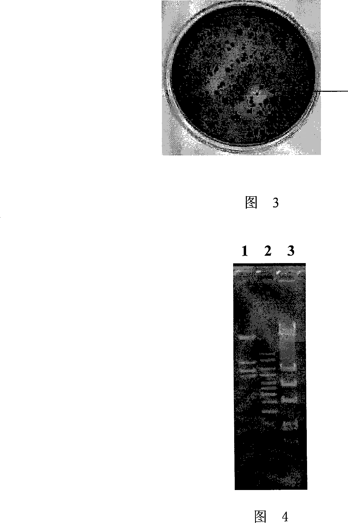 Endoglucanase as well as encoding gene and use thereof