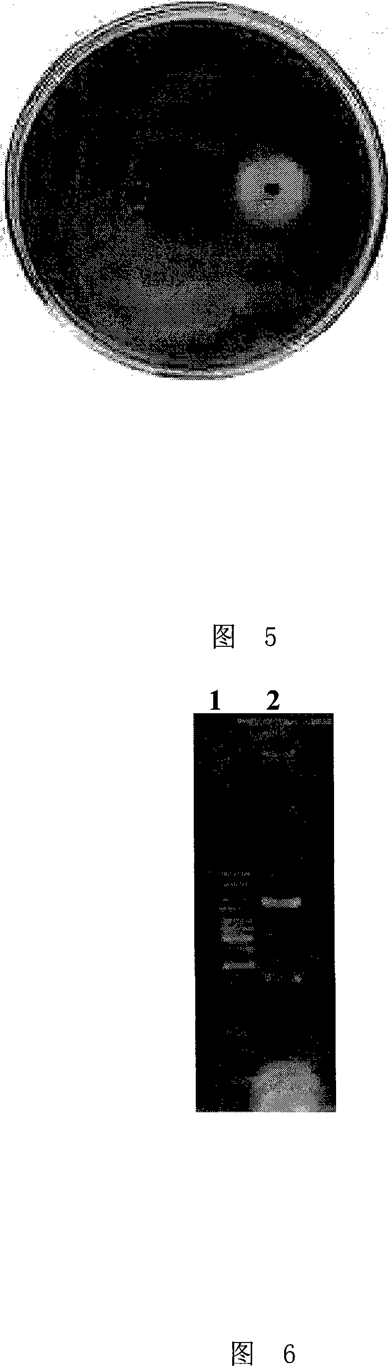 Endoglucanase as well as encoding gene and use thereof