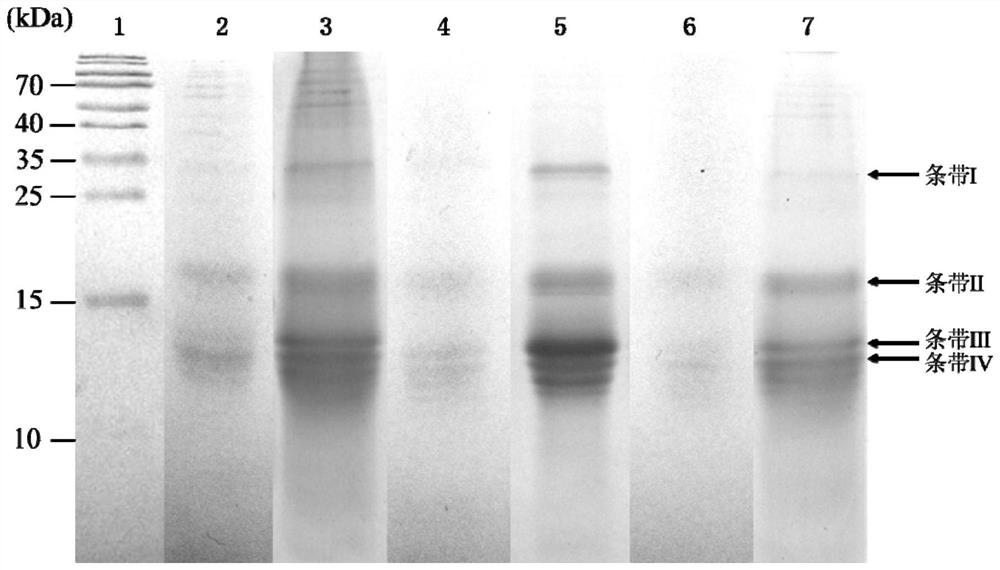 Method for extracting Pleurotus tuber-regium cell wall glycoprotein