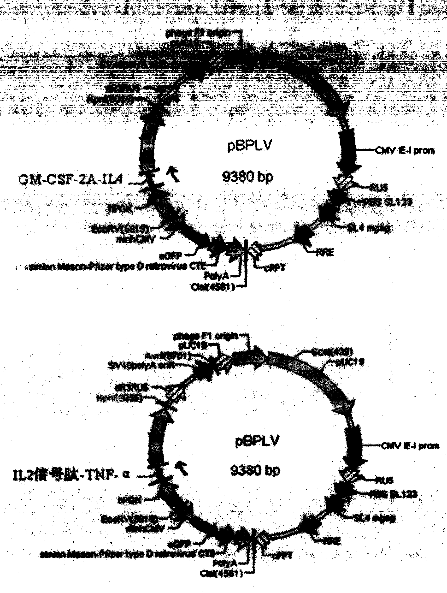 A method for differentiating and culturing monocytes into mature dendritic cells