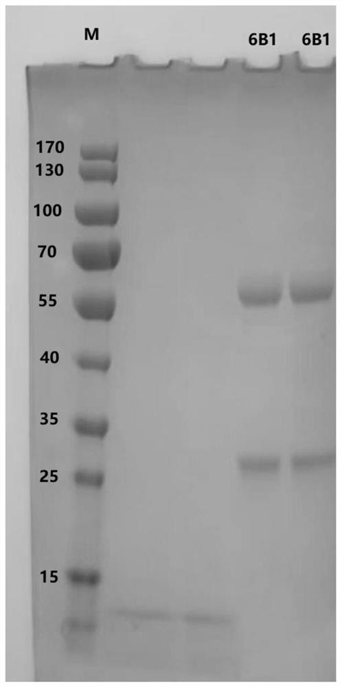 Hybridoma cell line 6b1 and its secreted monoclonal antibody against foot-and-mouth disease type a virus and its application