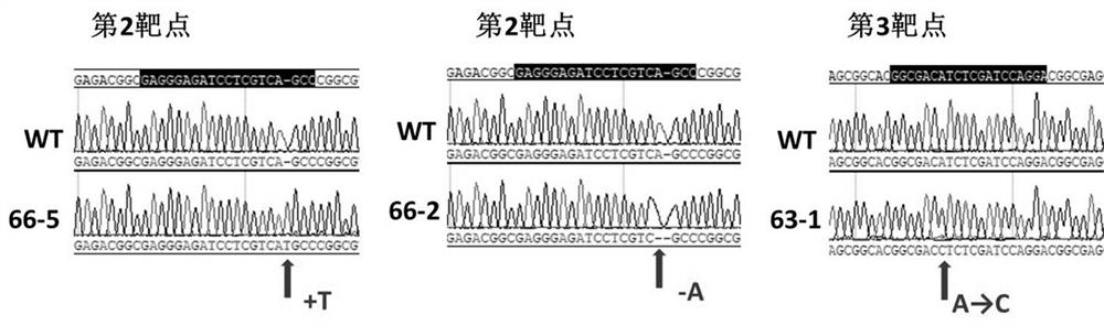 Method for cultivating giant embryo japonica rice variety by editing rice giant embryo gene GE