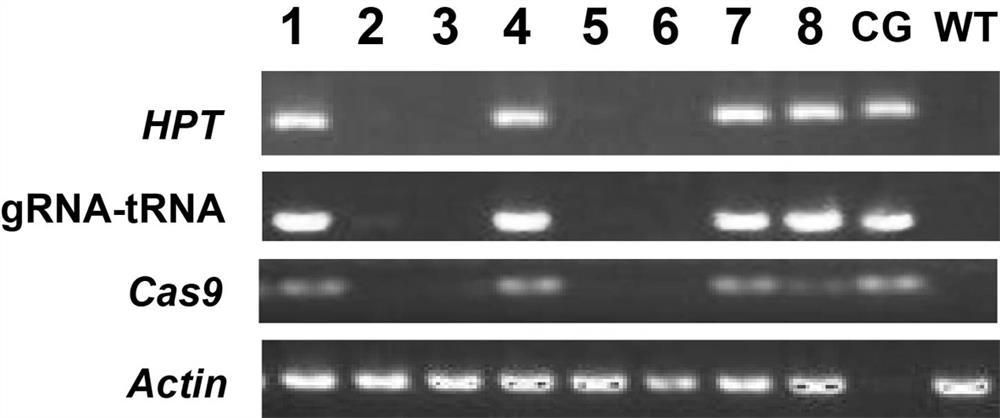 Method for cultivating giant embryo japonica rice variety by editing rice giant embryo gene GE