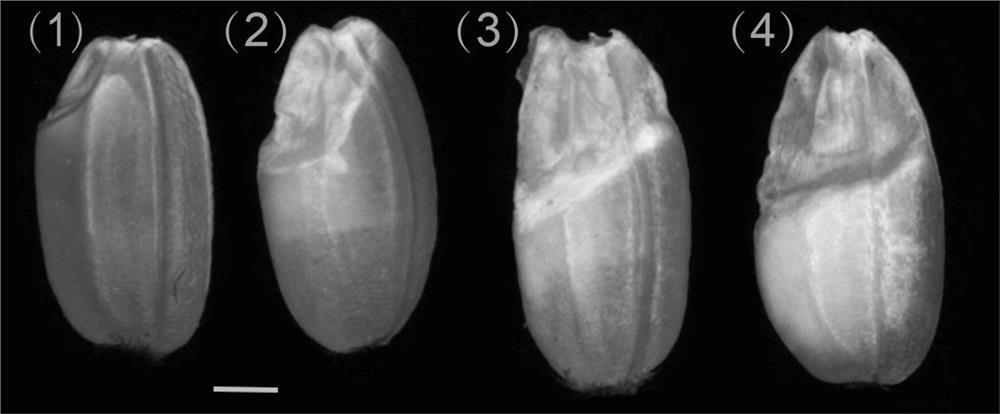 Method for cultivating giant embryo japonica rice variety by editing rice giant embryo gene GE