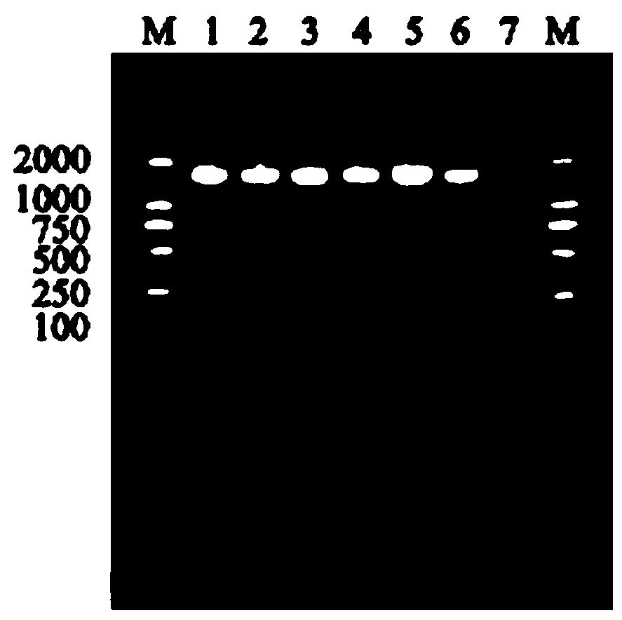 Streptococcus salivarius and its application in the preparation of drugs for removing halitosis