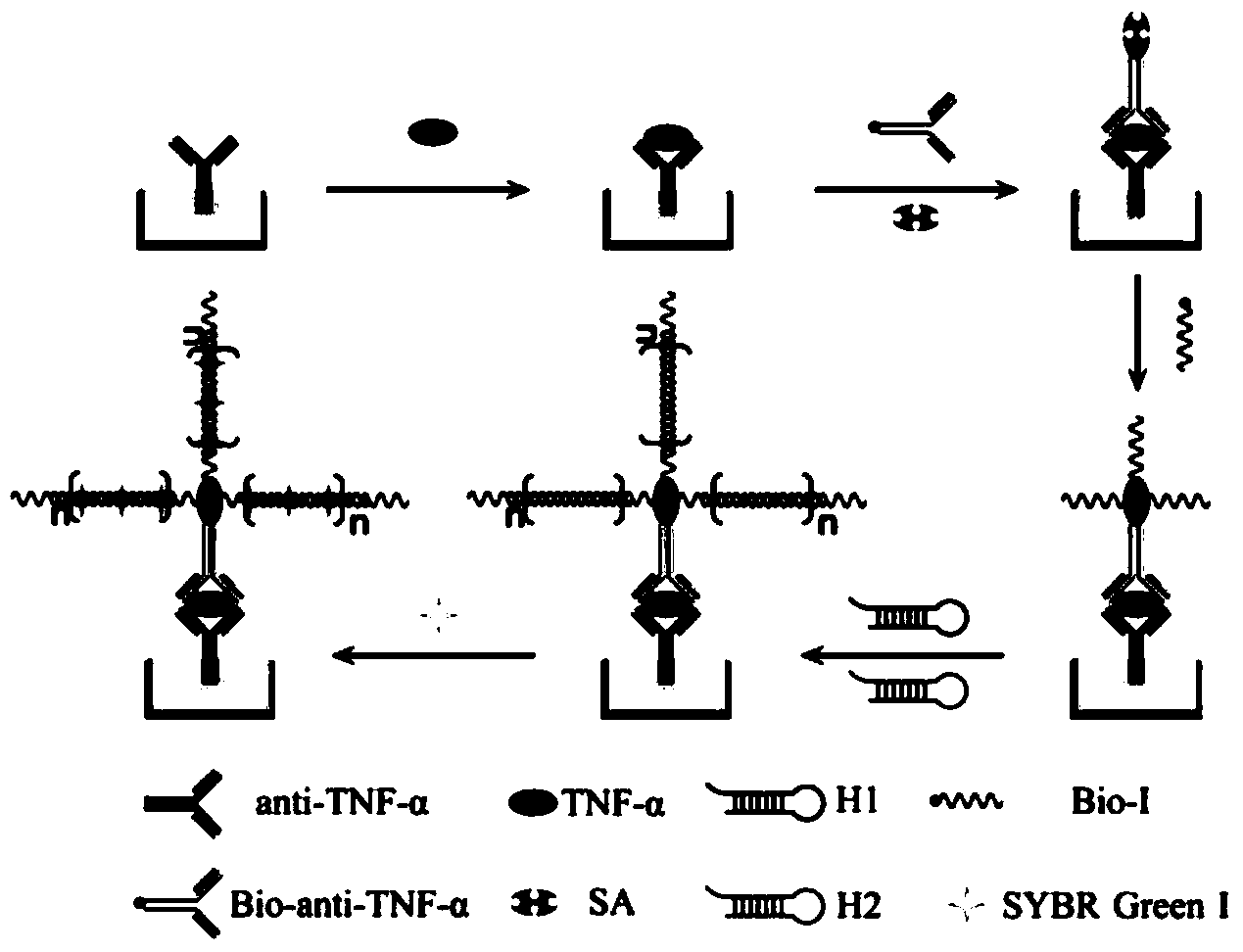 Immunosensor based on hybrid chain reaction and single molecule counting and application of immunosensor