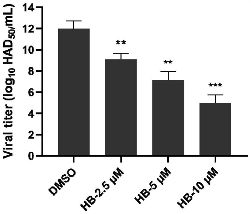 Application of hypocrellin B to preparation of medicine for preventing and treating African swine fever