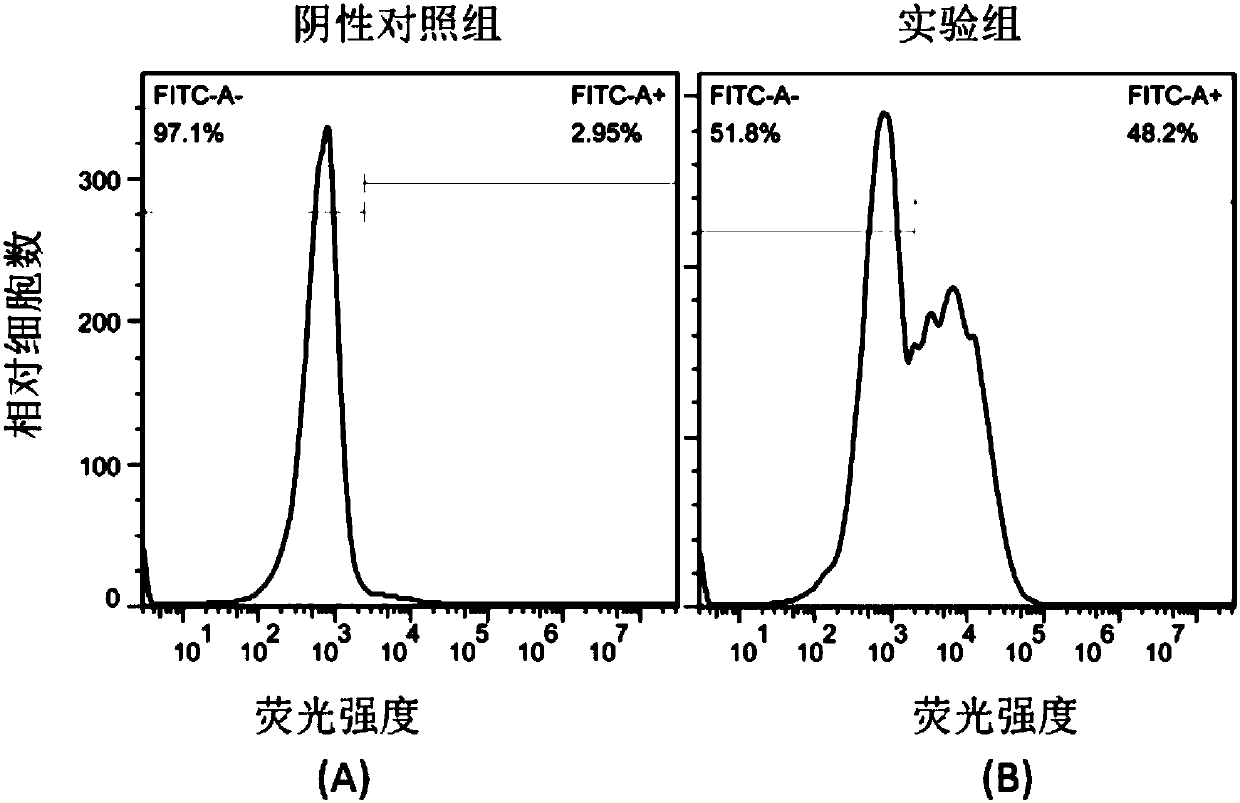 Single-chain antibody targeting ROR1, chimeric antigen receptor T cell, preparation method and application thereof