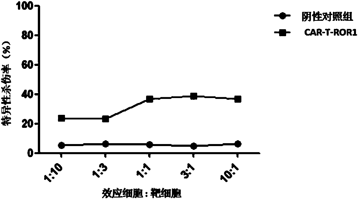 Single-chain antibody targeting ROR1, chimeric antigen receptor T cell, preparation method and application thereof