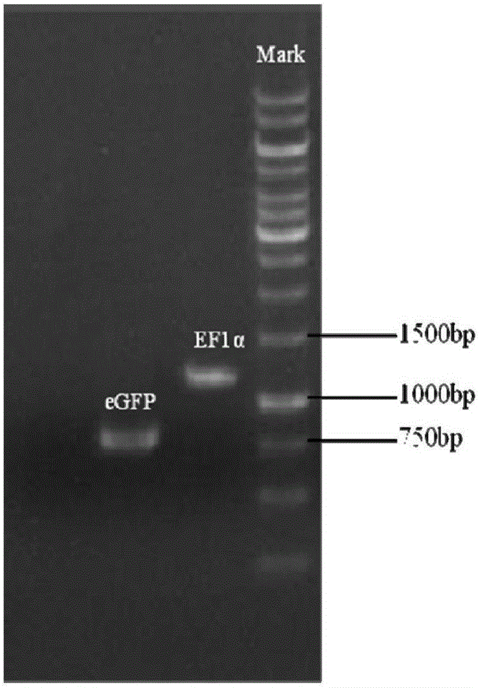 Transgenic method based on RMCE technology