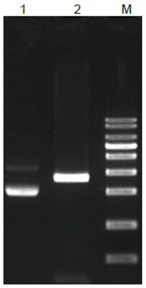 Specific human gene fragment and primer probe and application thereof