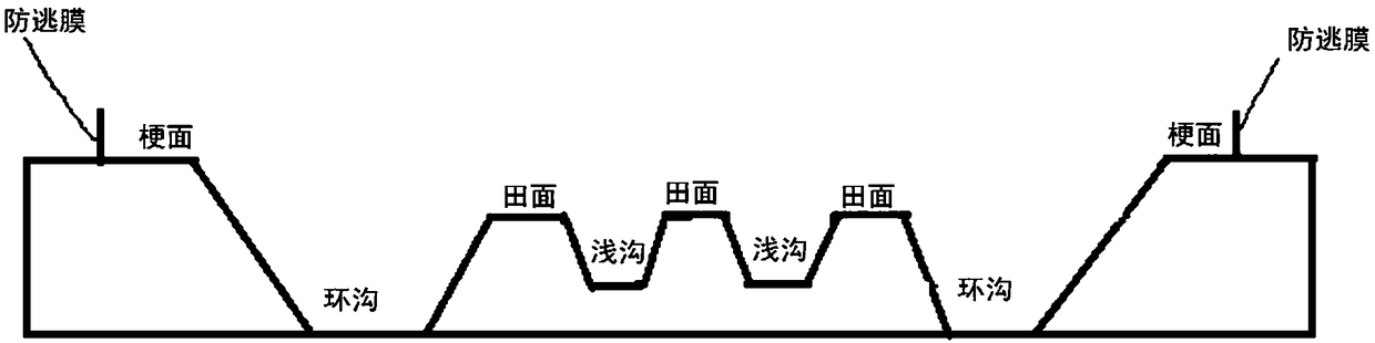 A new planting and breeding method for shrimp and rice rotation