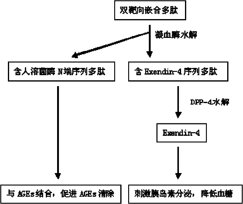 Chimeric polypeptide with dual-targeting function and applications thereof