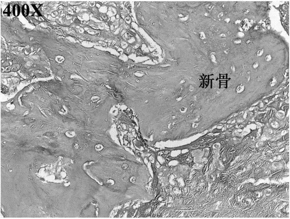 Fiber-based three-dimensional porous composite material for bone repair and preparation method thereof and molded product